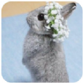 新兔子壁纸手机软件