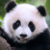 大熊猫狩猎手游app